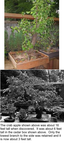 The crab apple shown above was about 16 feel tall when discovered.  It was about 6 feet tall in the cedar box shown above.  Only the lowest branch to the side was retained and it is now about 3 feet tall.
